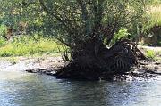 228-Delta del Danubio,7 agosto 2011